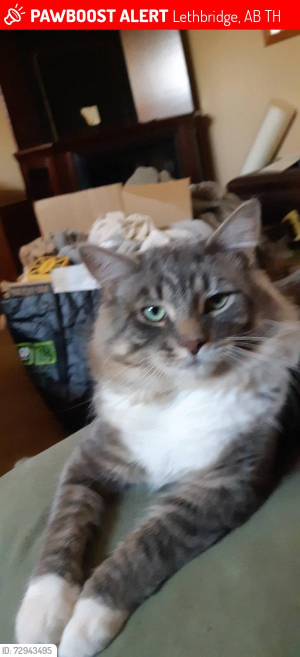 Lost Male Cat last seen 28th St N Lethbridge, AB, Lethbridge, AB T1H