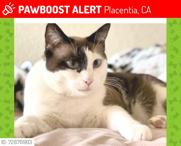 Lost Female Cat last seen Hawaii way and kraemer blvd , Placentia, CA 92870