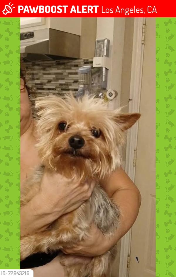 Lost Male Dog last seen Soto st and Chelsea st, Los Angeles, CA 90033
