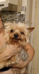 Lost Male Dog last seen Soto st and Chelsea st, Los Angeles, CA 90033