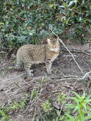Reunited Male Cat last seen Chase Ave and Hardin Dr, El Cajon, CA 92020