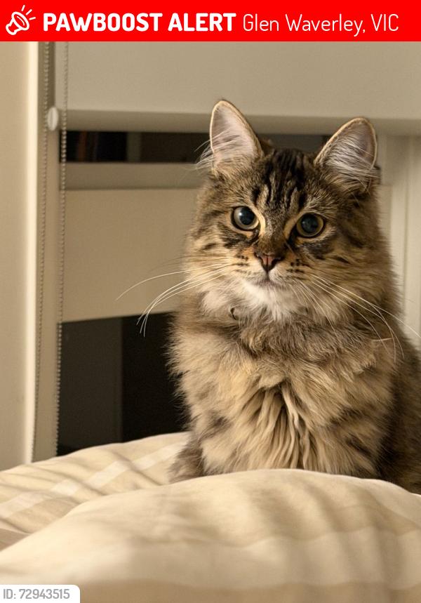 Lost Female Cat last seen Near Windella Crescent Glen Waverley, Glen Waverley, VIC 3150