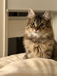 Lost Female Cat last seen Near Windella Crescent Glen Waverley, Glen Waverley, VIC 3150