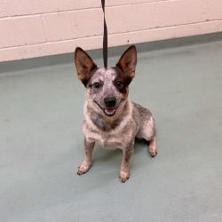 Shelter Stray Male Dog last seen , Memphis, TN 38133