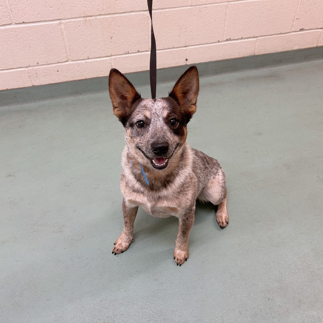 Shelter Stray Male Dog last seen , Memphis, TN 38133