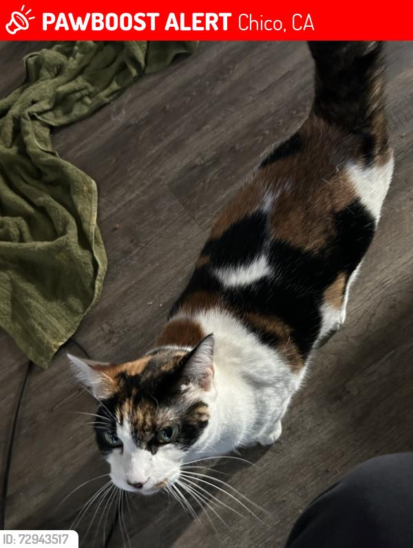 Lost Female Cat last seen Nord ave, Chico, CA 95926