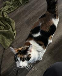 Lost Female Cat last seen Nord ave, Chico, CA 95926