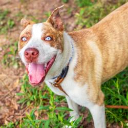 Shelter Stray Male Dog last seen , Hattiesburg, MS 39401