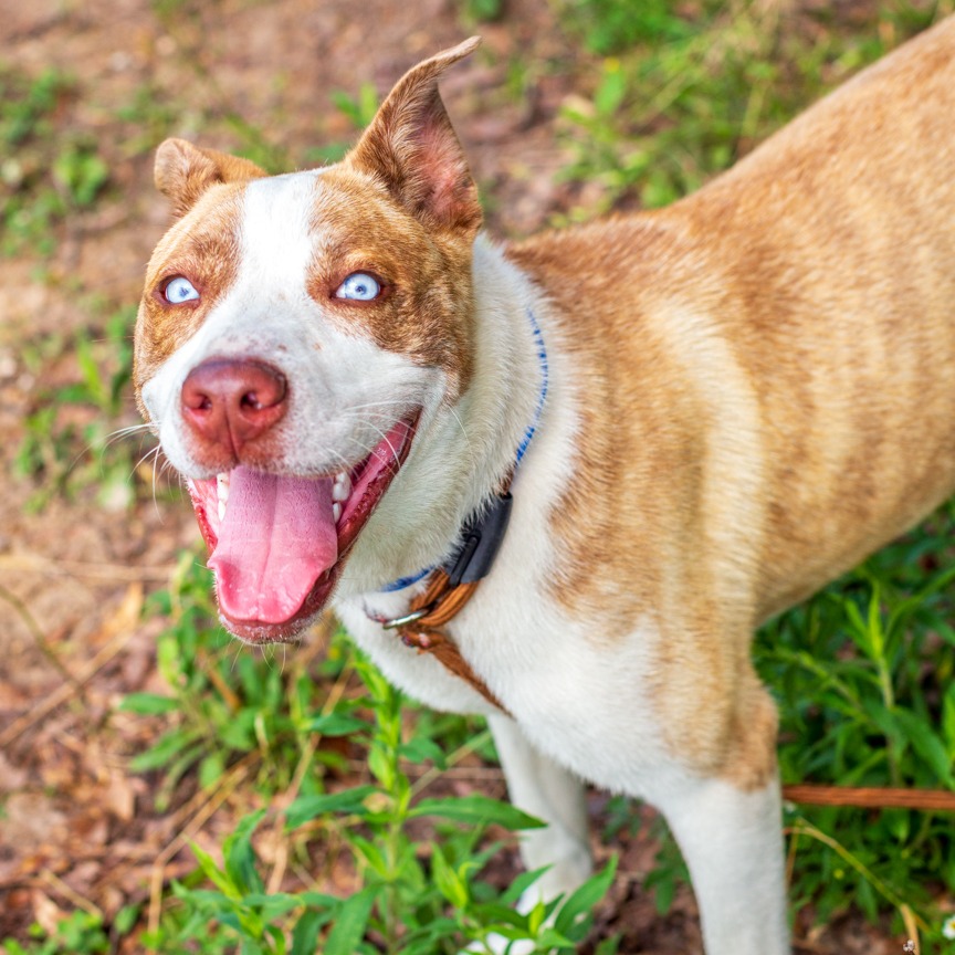 Shelter Stray Male Dog last seen , Hattiesburg, MS 39401