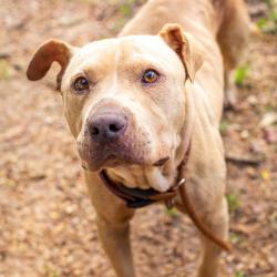 Shelter Stray Male Dog last seen , Hattiesburg, MS 39401