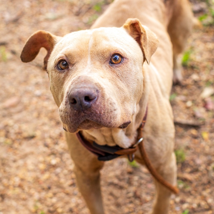 Shelter Stray Male Dog last seen , Hattiesburg, MS 39401