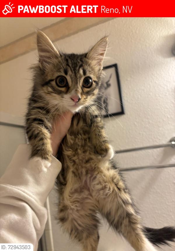 Lost Female Cat last seen Bryan/Kingsrow, Reno, NV 89503