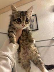 Lost Female Cat last seen Bryan/Kingsrow, Reno, NV 89503