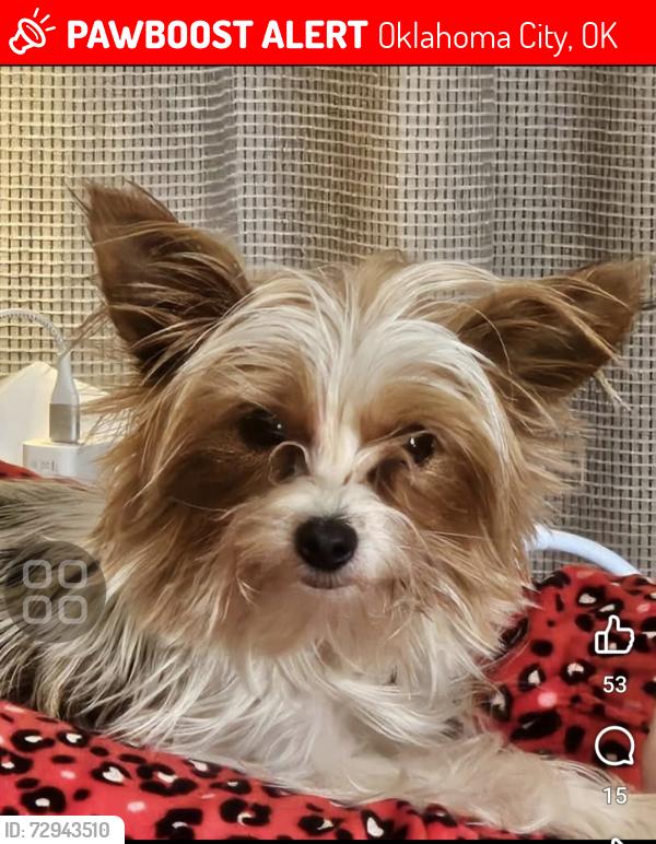 Lost Female Dog last seen Near W 22nd St, Linwood Addition , Oklahoma City, OK 73107