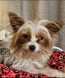 Lost Female Dog last seen Near W 22nd St, Linwood Addition , Oklahoma City, OK 73107