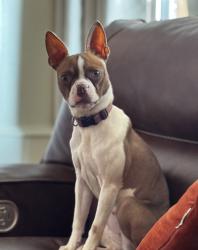 Reunited Female Dog last seen 16th Ave and 16th St , Greeley, CO 80631