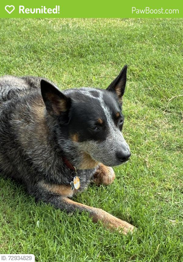 Reunited Male Dog last seen Near Sumlin Wy, Princeton, TX 75407, USA, Princeton, TX 75407