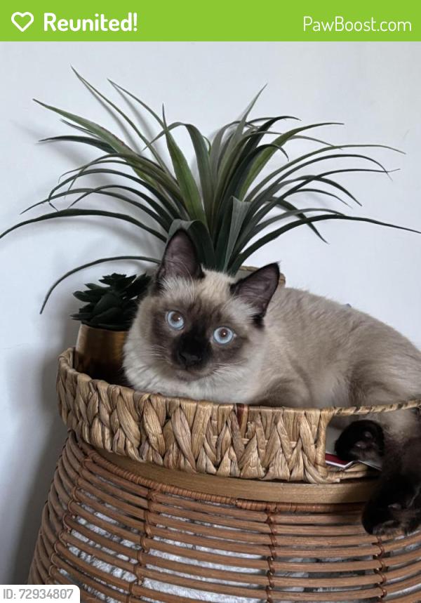 Reunited Male Cat last seen Moulton road , Hamilton, England LE5
