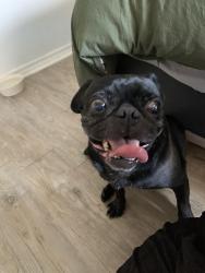 Reunited Male Dog last seen Vance Jackson and I-10, San Antonio, TX 78201