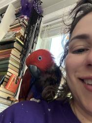 Reunited Female Bird last seen Near Pembroke Blvd, Virginia Beach, VA 23455, USA, Virginia Beach, VA 23455