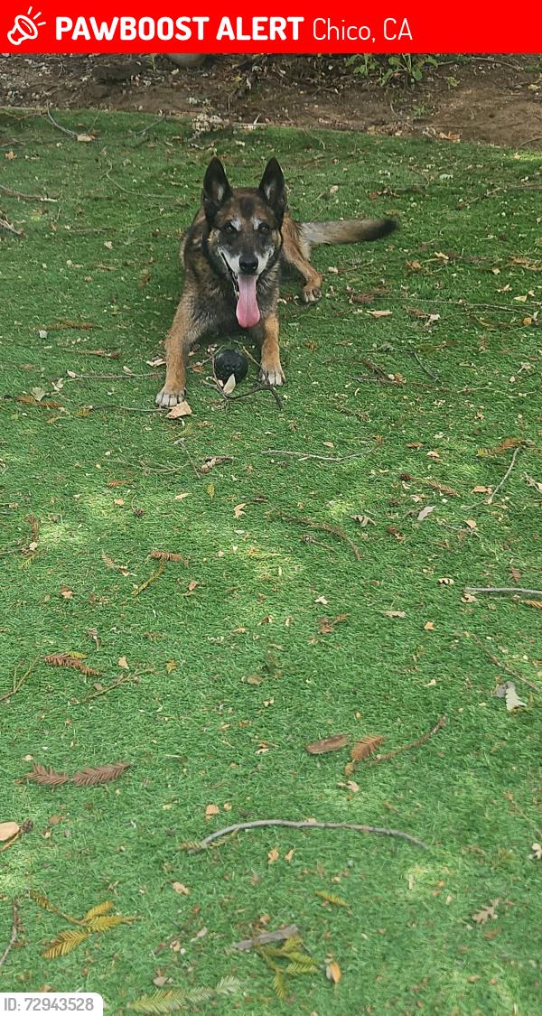 Lost Male Dog last seen Near honey run, Chico, CA 95928