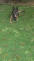 Lost Male Dog last seen Near honey run, Chico, CA 95928