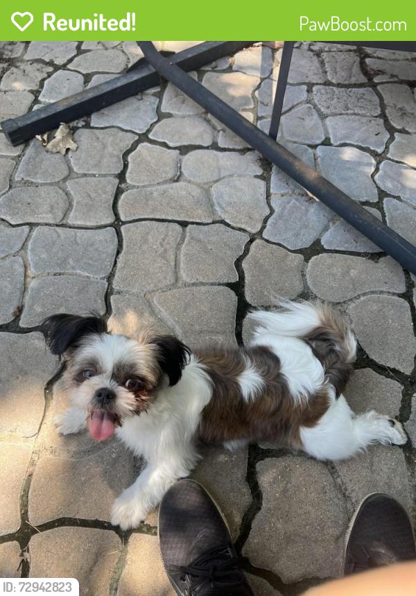 Reunited Female Dog last seen Woodstone community pool, San Antonio, TX 78233