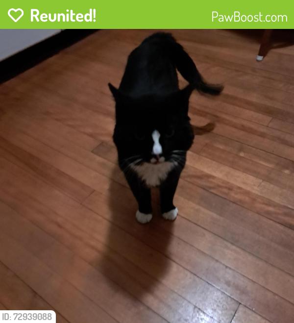 Reunited Male Cat last seen Jay Street , Worcester, MA 01607