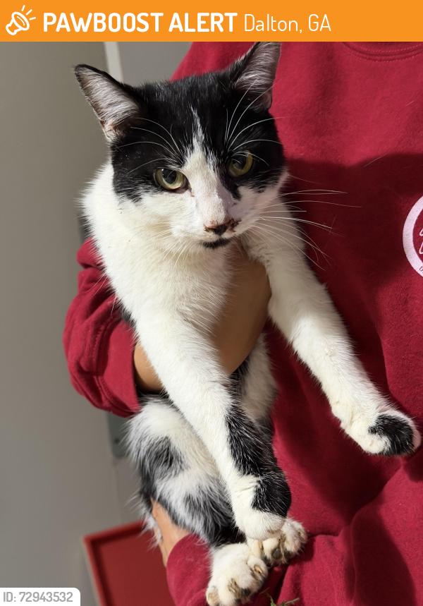 Found/Stray Male Cat last seen Mohawk IVC, Dalton, GA 30721
