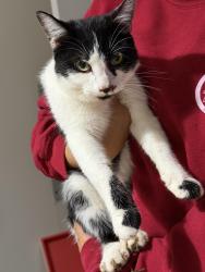 Found/Stray Male Cat last seen Mohawk IVC, Dalton, GA 30721