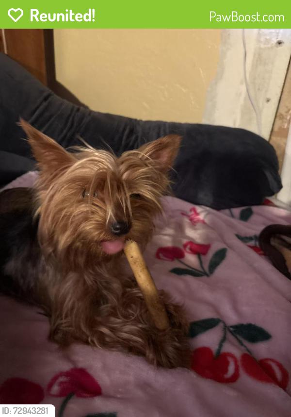 Reunited Female Dog last seen Castle park highschool, Chula Vista, CA 91911
