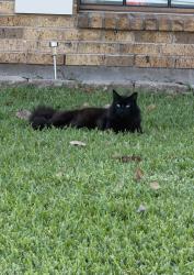 Reunited Male Cat last seen starbucks on fairmont and rhodes, Pasadena, TX 77505