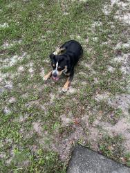Found/Stray Male Dog last seen W Ohio Ave, Orange City, FL 32763