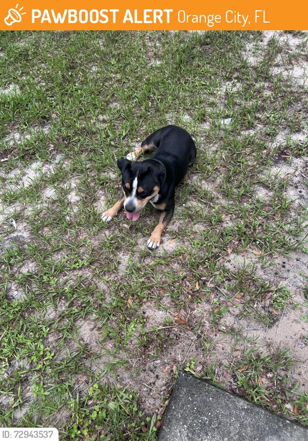 Found/Stray Male Dog last seen W Ohio Ave, Orange City, FL 32763