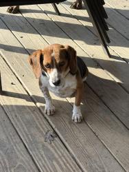 Lost Male Dog last seen Hwy 107 jonesborough near fenders farm , Jonesborough, TN 37659