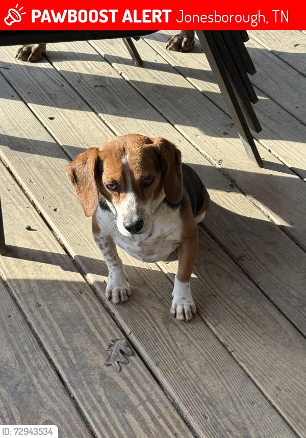 Lost Male Dog last seen Hwy 107 jonesborough near fenders farm , Jonesborough, TN 37659