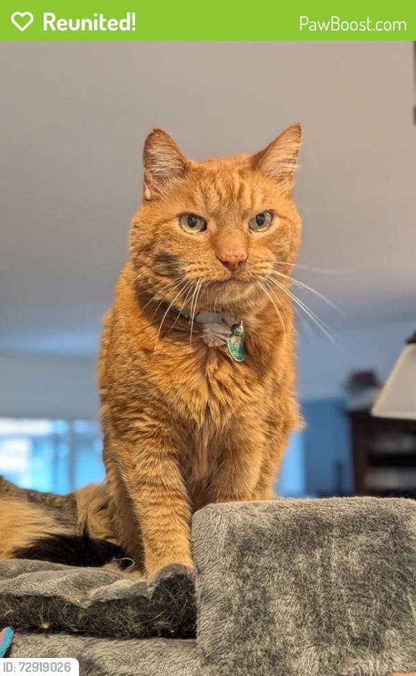 Reunited Male Cat last seen SW cresmer and Garrett , Tigard, OR 97223