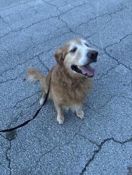 Lost Male Dog last seen Sw Byron st, Port St. Lucie, FL 34983