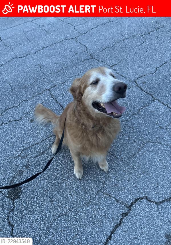 Lost Male Dog last seen Sw Byron st, Port St. Lucie, FL 34983