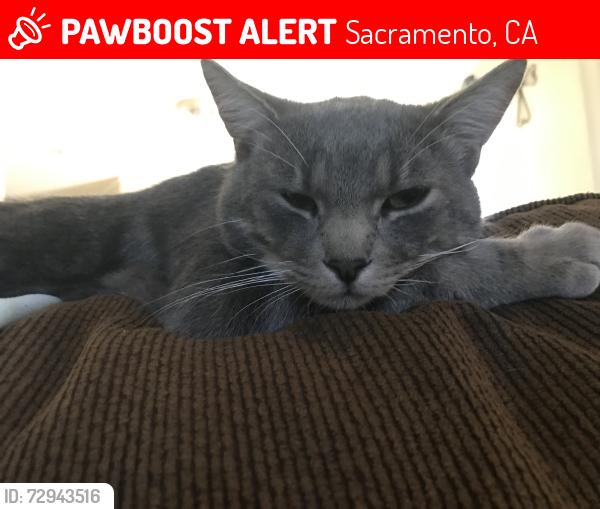 Lost Male Cat last seen Grand Ave Sacramento ca, Sacramento, CA 95838