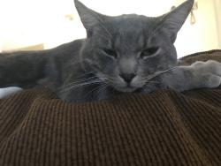 Lost Male Cat last seen Grand Ave Sacramento ca, Sacramento, CA 95838