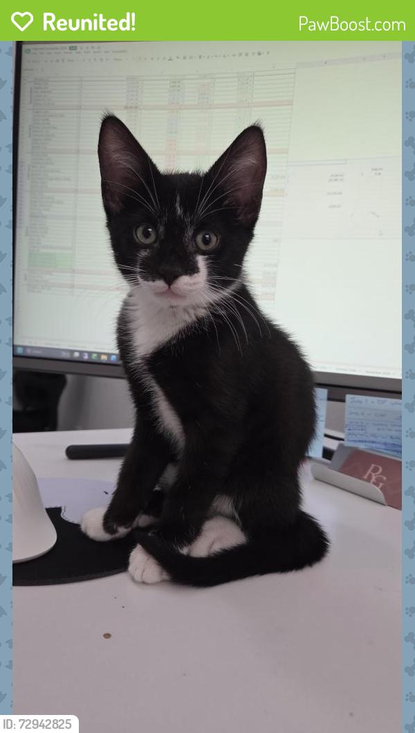 Reunited Male Cat last seen Federal Hwy/ Sample Rd, Pompano Beach, FL 33064