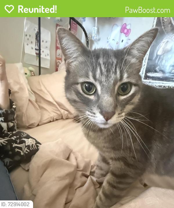 Reunited Male Cat last seen Ivy Drive & Carrol Street in Ivy Hill, Oakland, CA 94606
