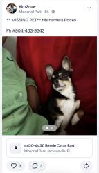 Lost Male Dog last seen Police Athletic League , Jacksonville, FL 32209