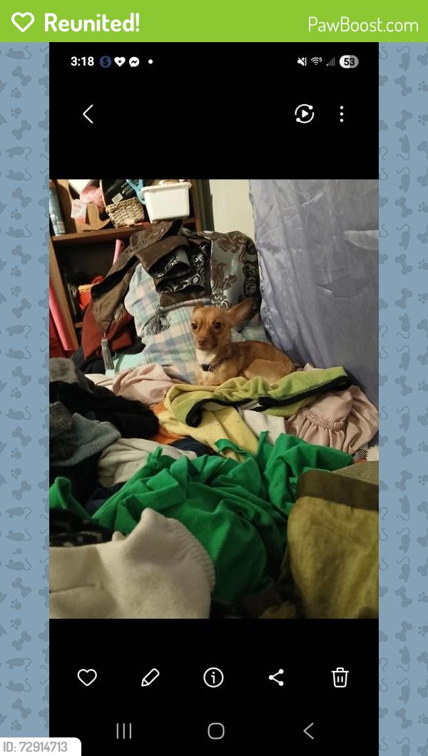 Reunited Male Dog last seen Olive and Summit , El Dorado, KS 67042