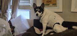 Reunited Female Dog last seen State hwy 110 and CR 1995 carroll/Lindale Tx, Lindale, TX 75771