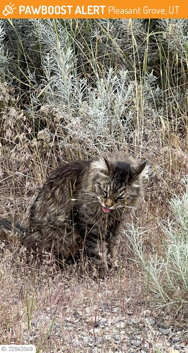 Found/Stray Male Cat last seen North canyon road , Pleasant Grove, UT 84062