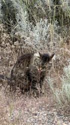 Found/Stray Male Cat last seen North canyon road , Pleasant Grove, UT 84062