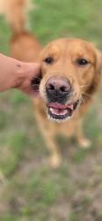Found/Stray Male Dog last seen 44th and West Street, Wichita, KS 67217