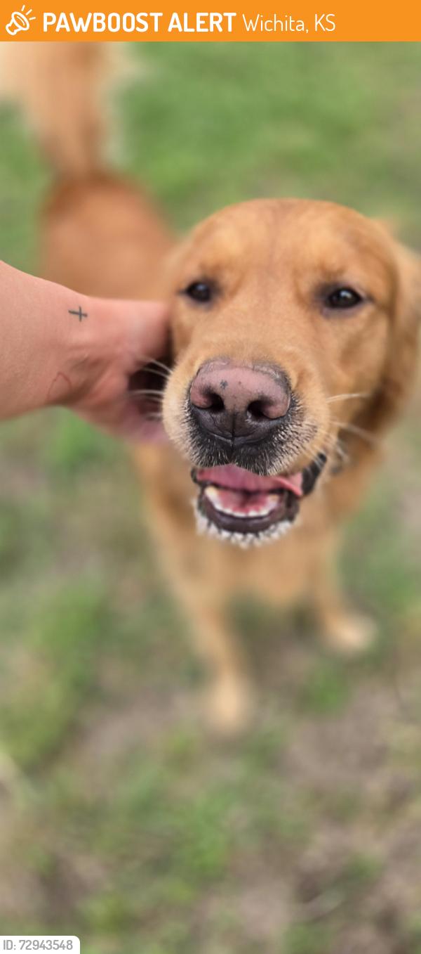 Found/Stray Male Dog last seen 44th and West Street, Wichita, KS 67217